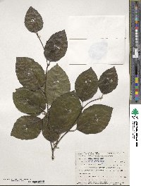 Fagus sylvatica image