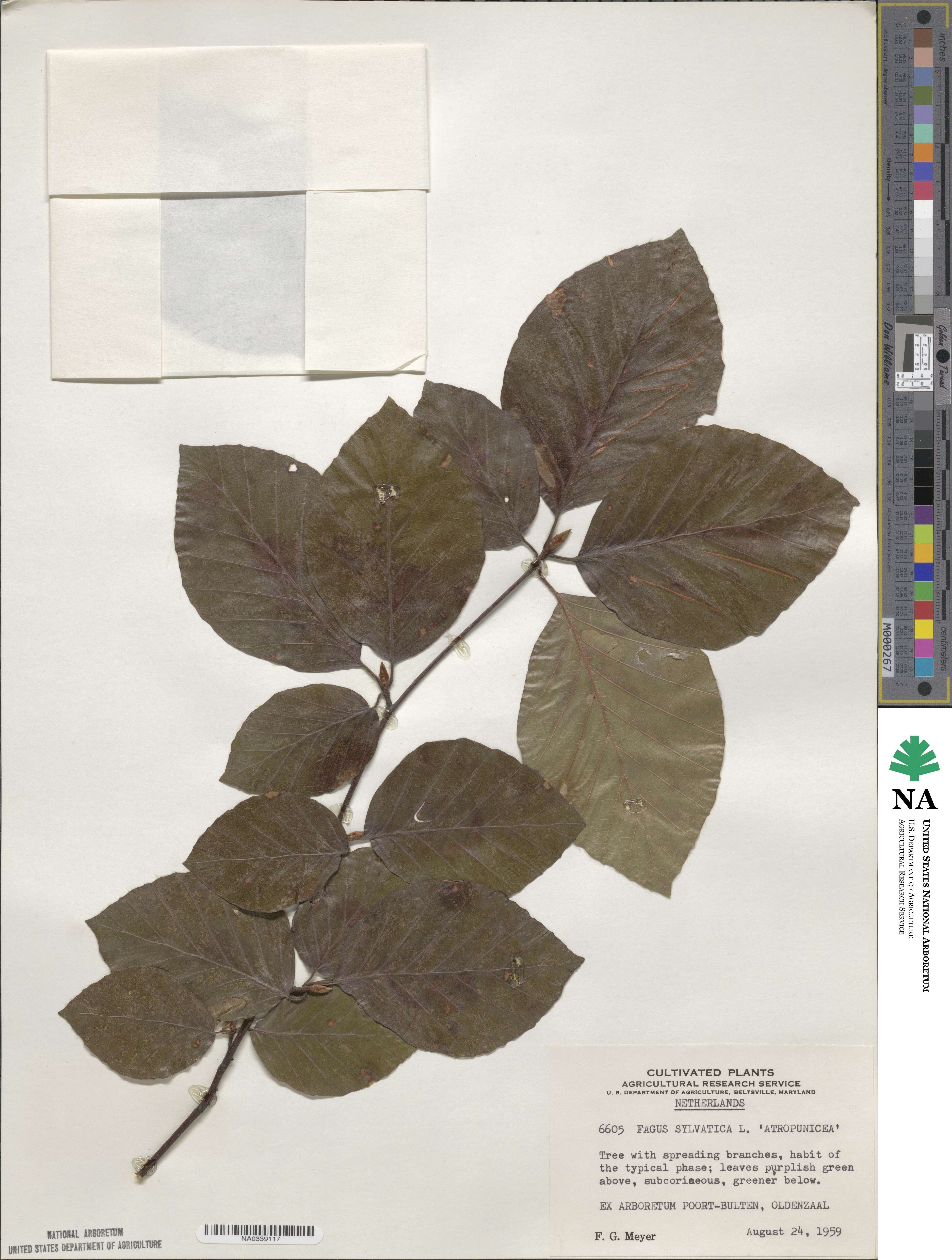 Fagus sylvatica image