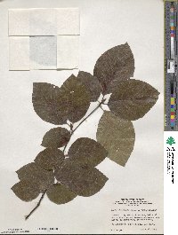 Fagus sylvatica image