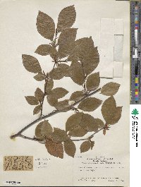 Fagus sylvatica image