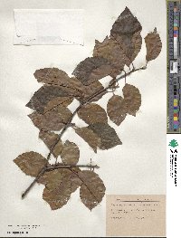 Fagus sylvatica image