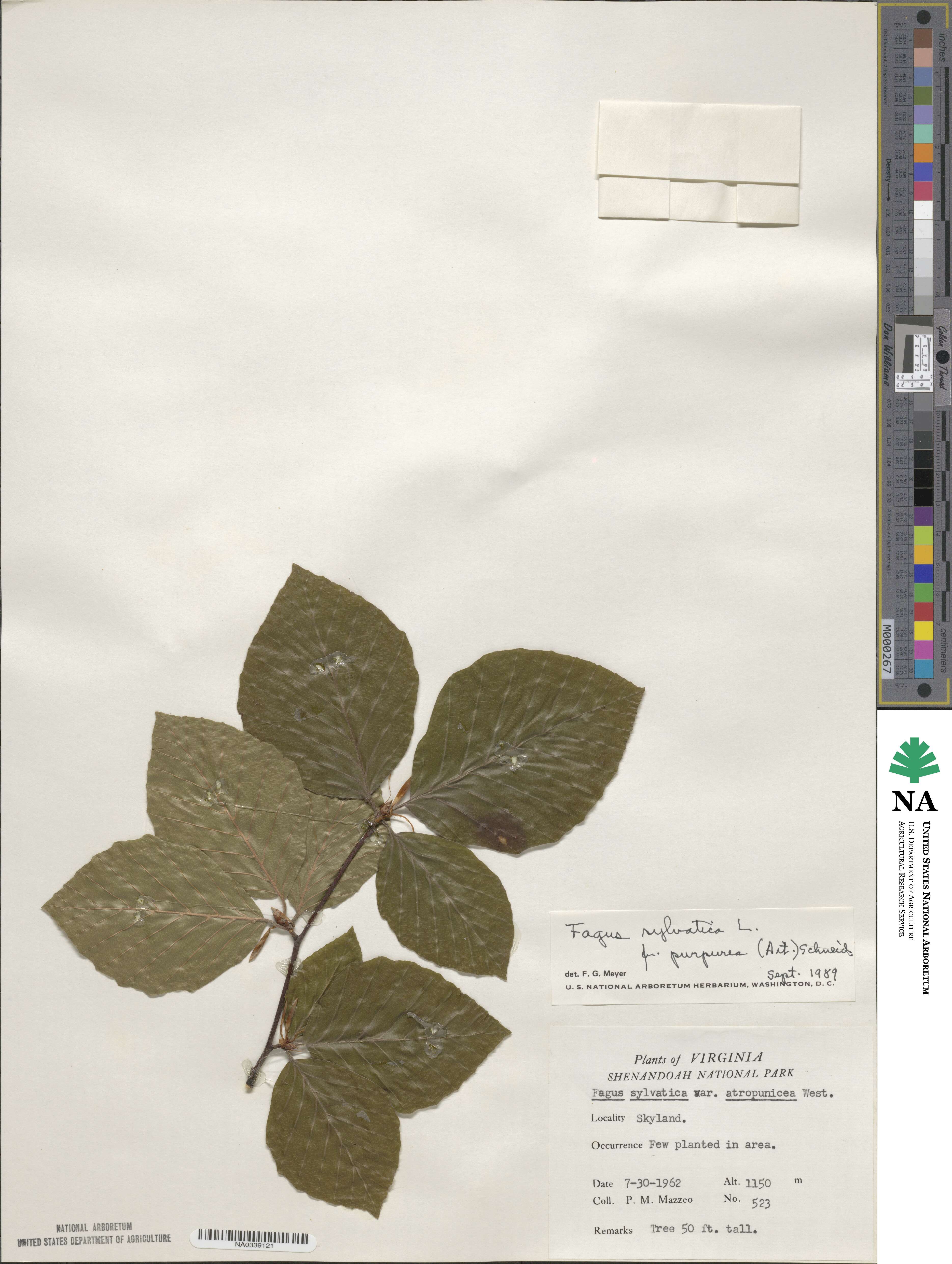 Fagus sylvatica image