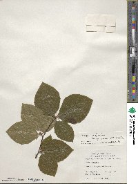 Fagus sylvatica image