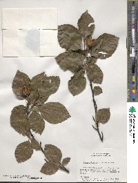 Fagus sylvatica image