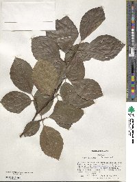 Fagus sylvatica image