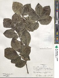 Fagus sylvatica image