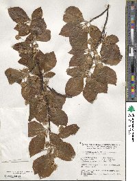 Fagus sylvatica image