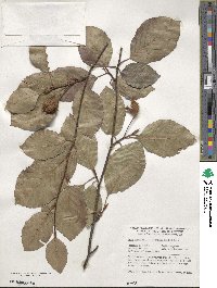 Fagus sylvatica image