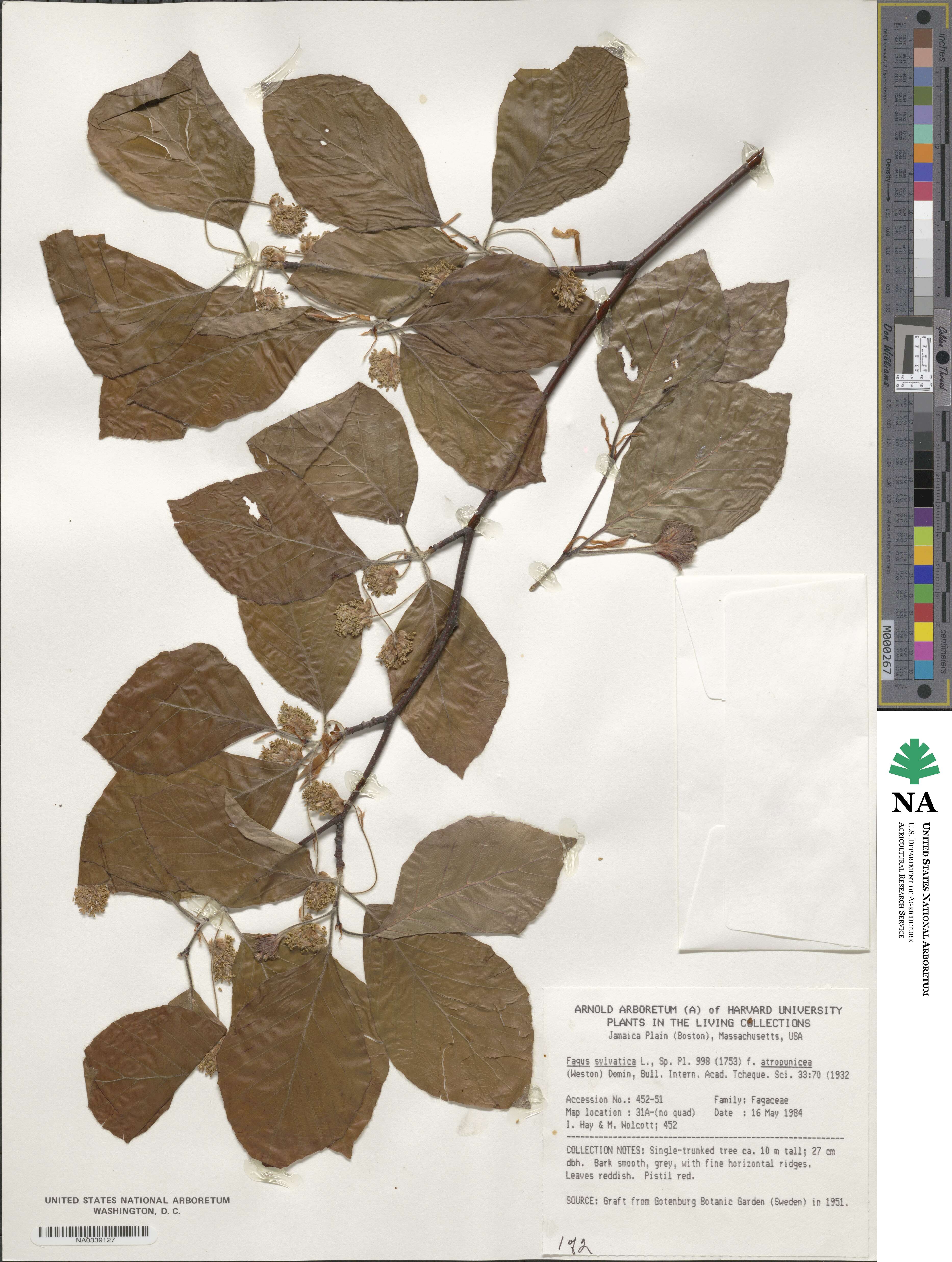 Fagus sylvatica image