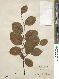 Fagus sylvatica image