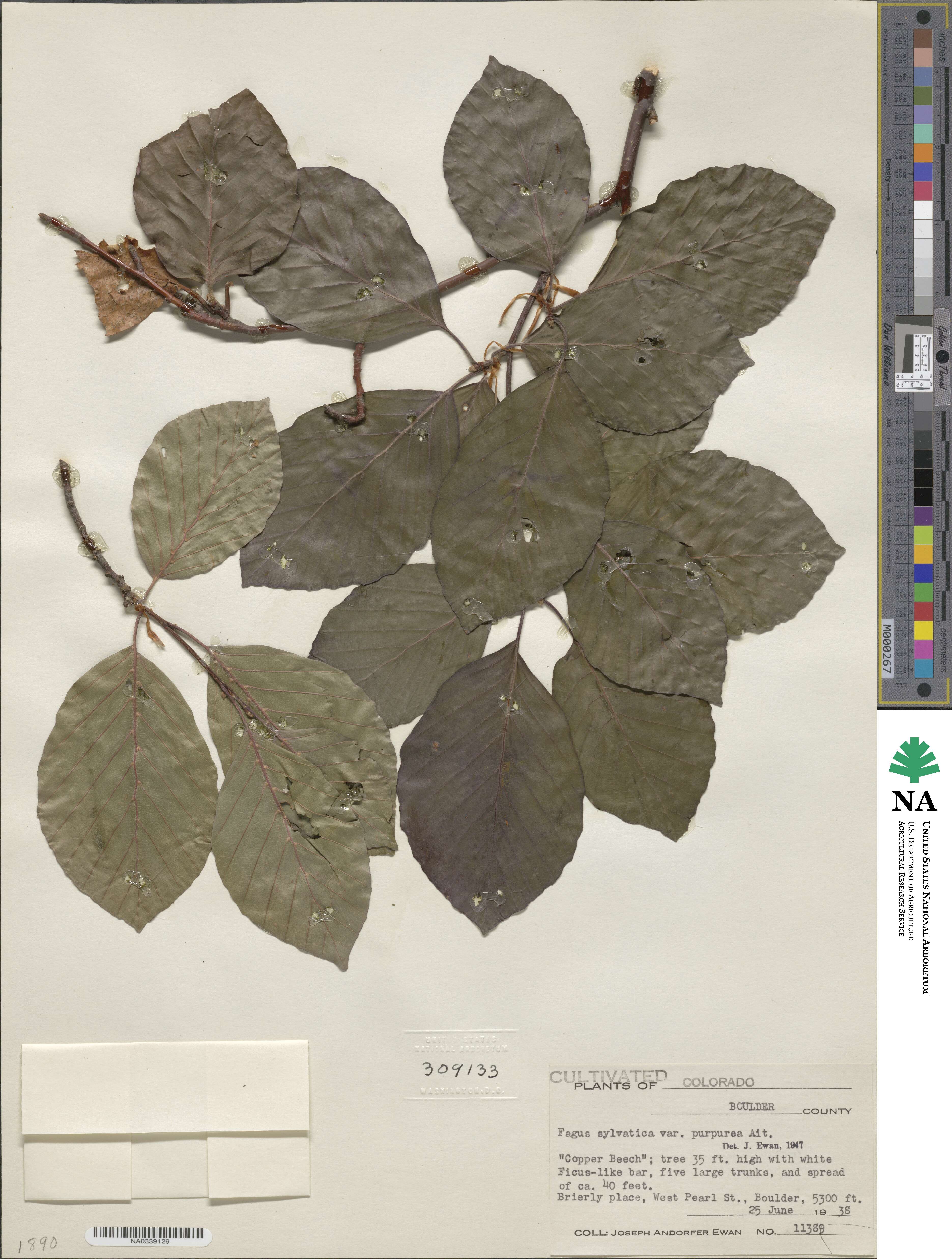 Fagus sylvatica image