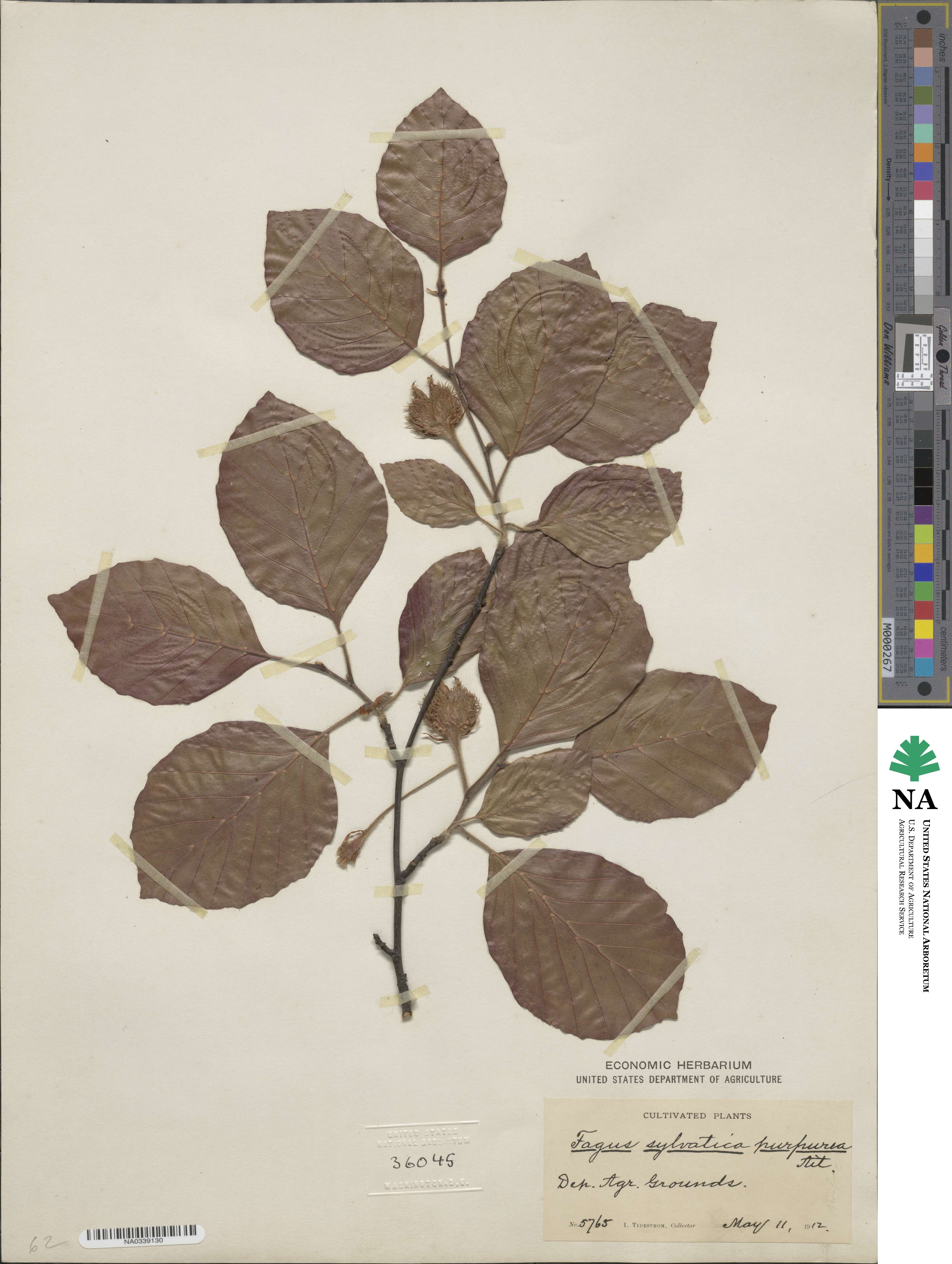 Fagus sylvatica image