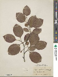 Fagus sylvatica image