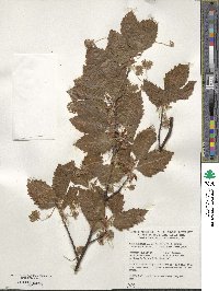 Fagus sylvatica image