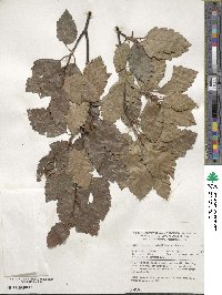 Fagus sylvatica image