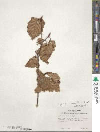 Fagus sylvatica image