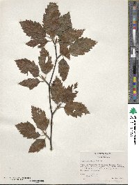 Fagus sylvatica image