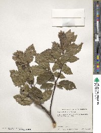 Fagus sylvatica image