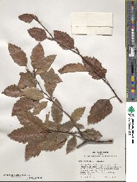 Fagus sylvatica image