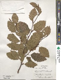 Fagus sylvatica image