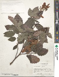 Fagus sylvatica image