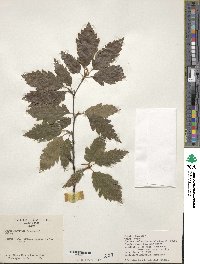 Fagus sylvatica image