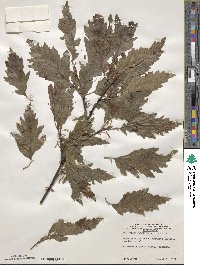 Fagus sylvatica image