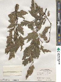 Fagus sylvatica image