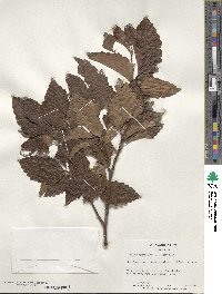 Fagus sylvatica image