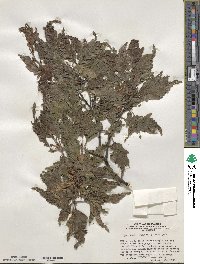 Fagus sylvatica image