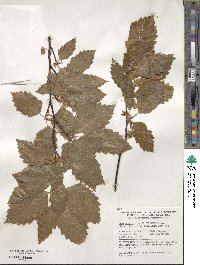 Fagus sylvatica image