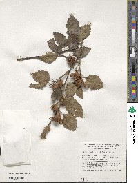 Fagus sylvatica image