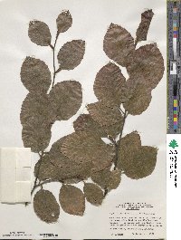 Fagus sylvatica image