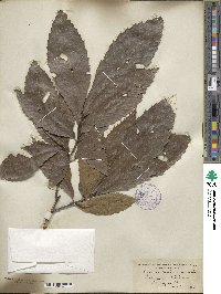 Castanea ozarkensis image