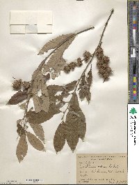 Castanea pumila image