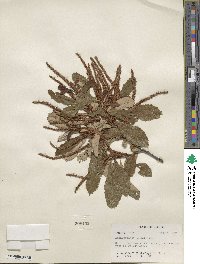 Castanea pumila image