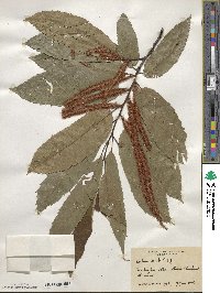 Castanea crenata image