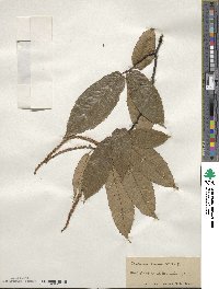 Castanea crenata image