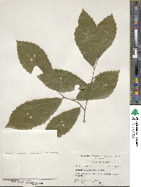 Castanea pumila image