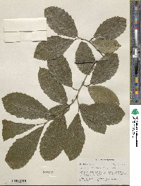 Castanea pumila image