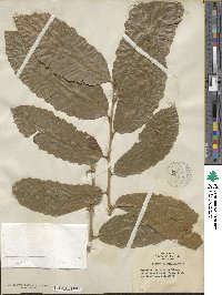 Castanea mollissima image