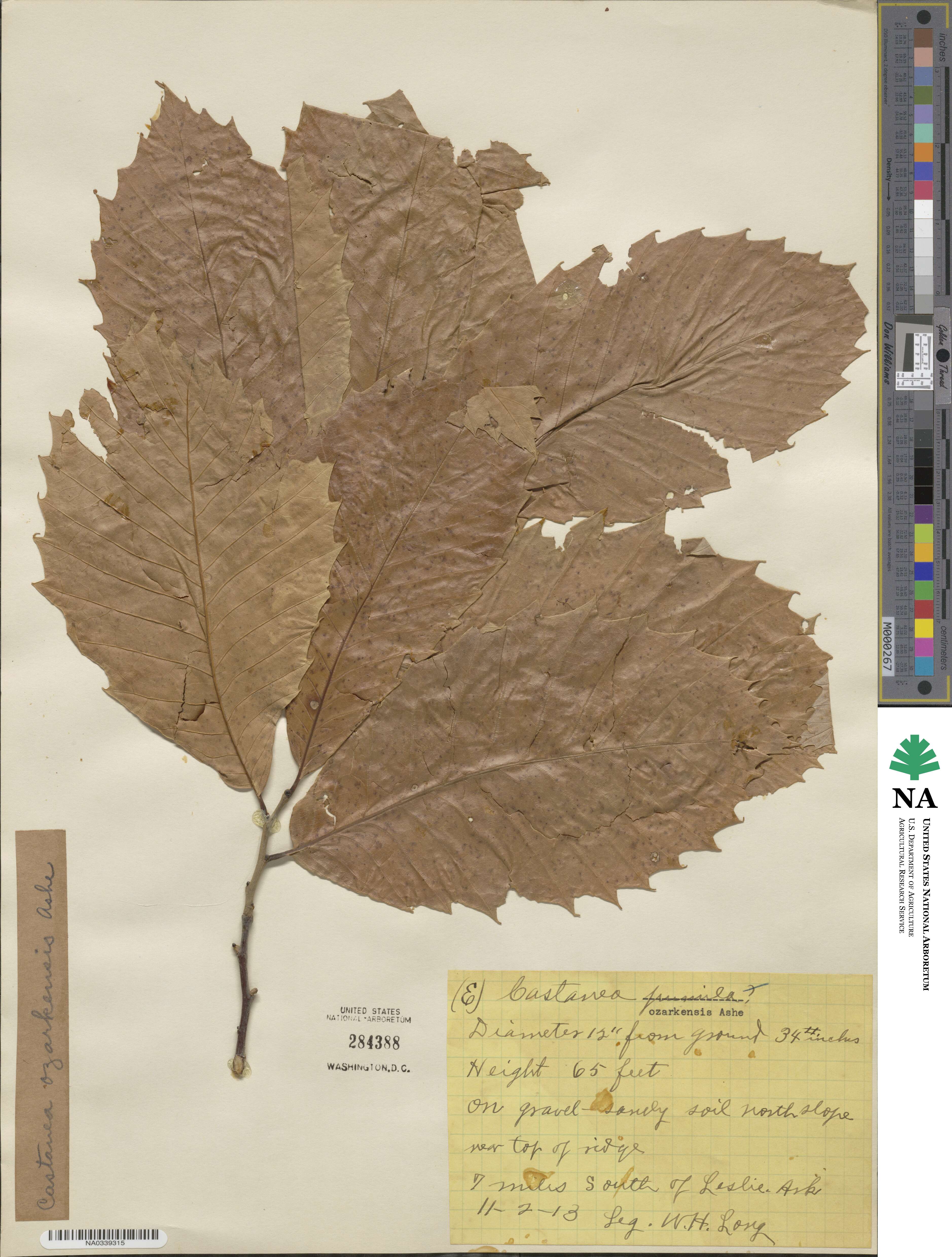 Castanea ozarkensis image