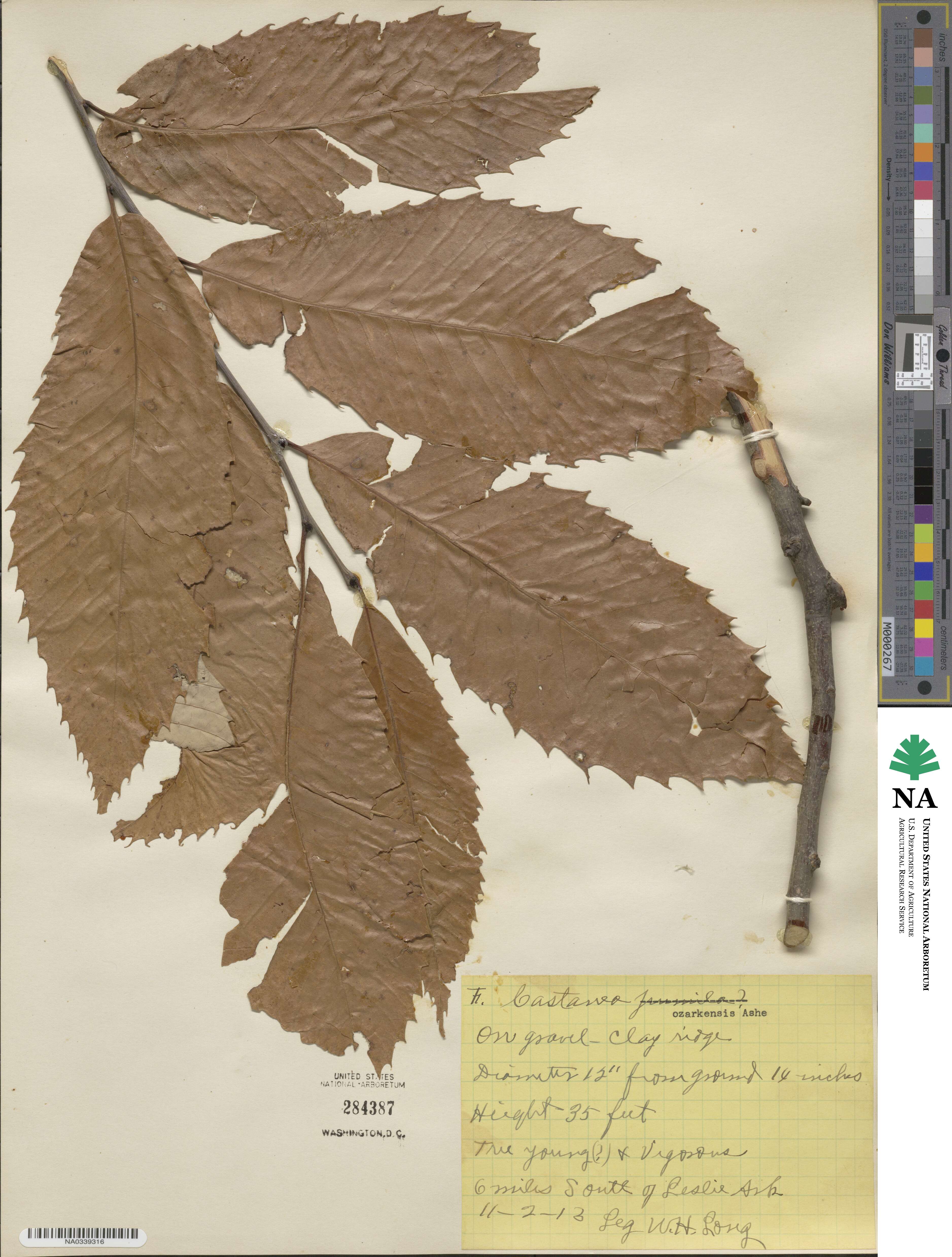 Castanea ozarkensis image