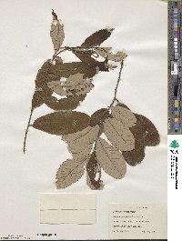 Castanea pumila image