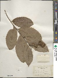 Castanea pumila image