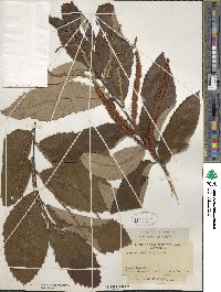 Castanea pumila image