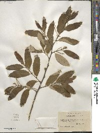 Castanea pumila image