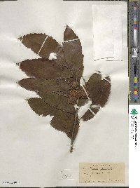 Castanea pumila image