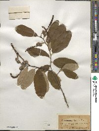 Castanea pumila image