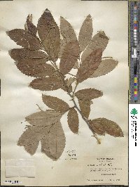 Castanea pumila image